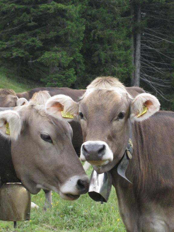 Gaestehaus Bergfrieden Bolsterlang Zewnętrze zdjęcie